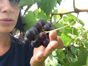 cecile and the grape